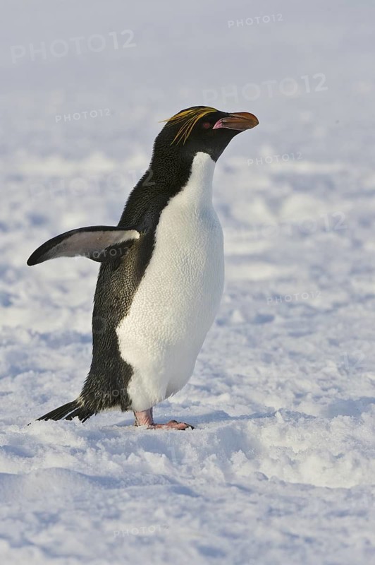 Macaroni Penguin (Eudyptes chrysolophus), Antarctica