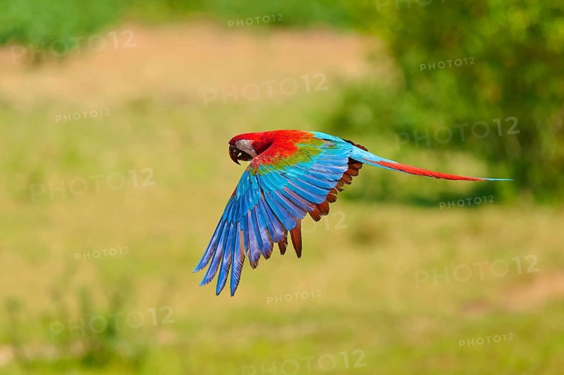 A colourful parrot glides through the air above a green landscape: the green-winged macaw, or dark-red macaw (Ara chloroptera), Pantanal, Mato Grosso, Brazil