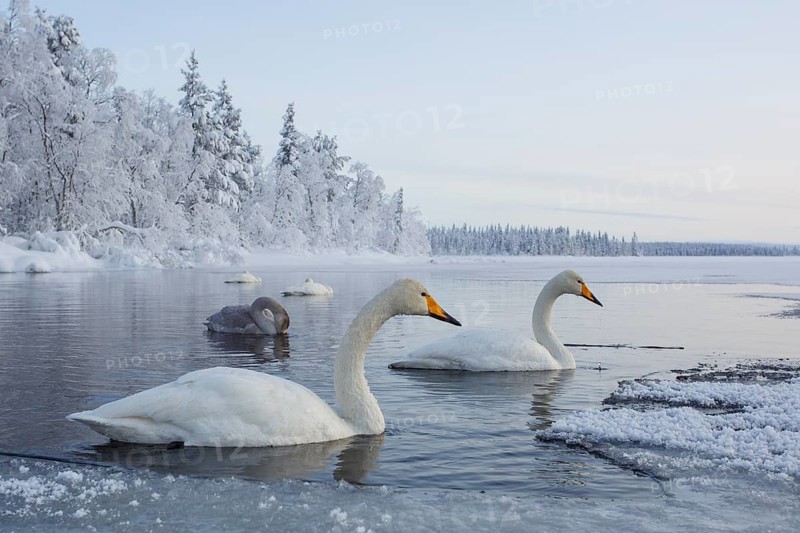Whooper Swan (Cygnus cygnus) group, Finland