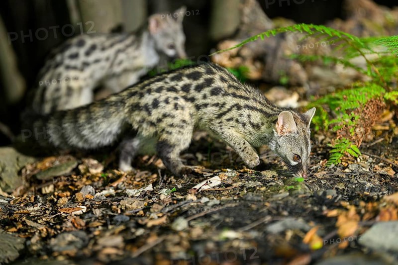 Common genet (Genetta genetta), wildlife in a forest, Montseny National Park, Catalonia, Spain
