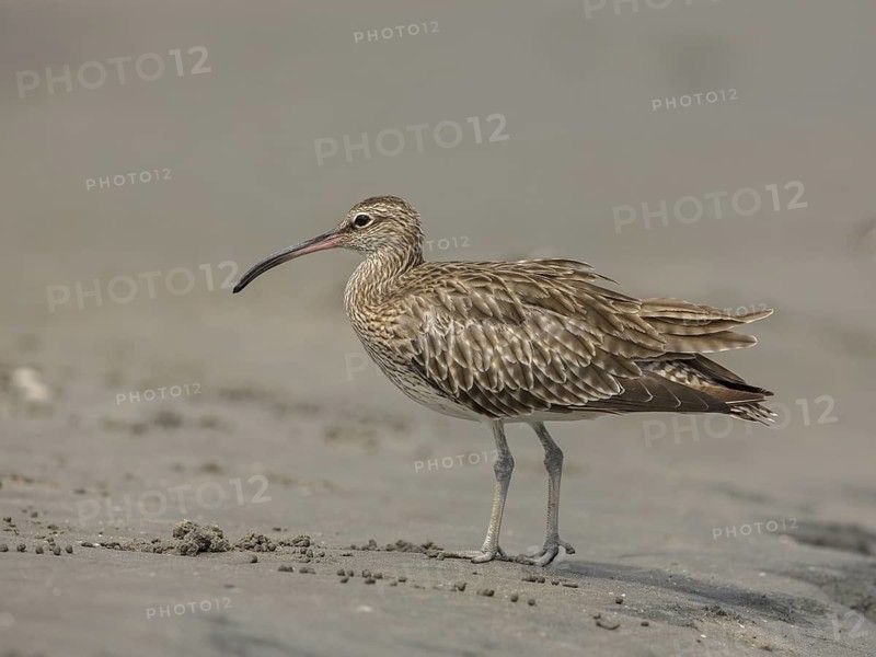 Whimbrel (Numenius phaeopus), Gambia