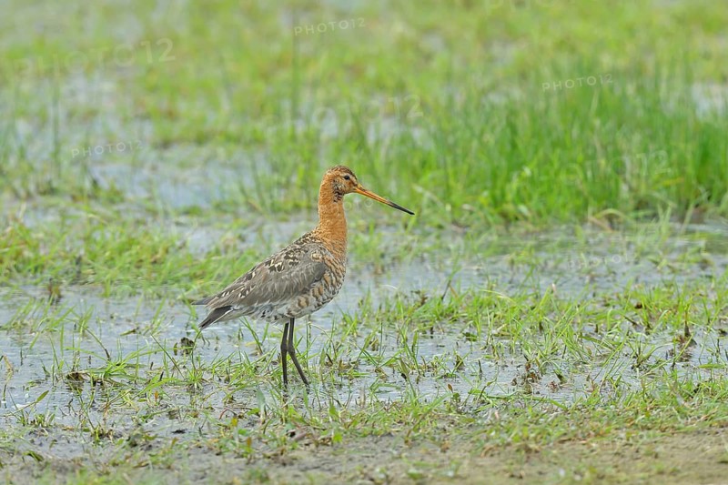 Black-tailed godwit (Limosa limosa) walking in shallow water in a moor, Ochsenmoor, Dümmer See, Hüde, Lower Saxony, Germany