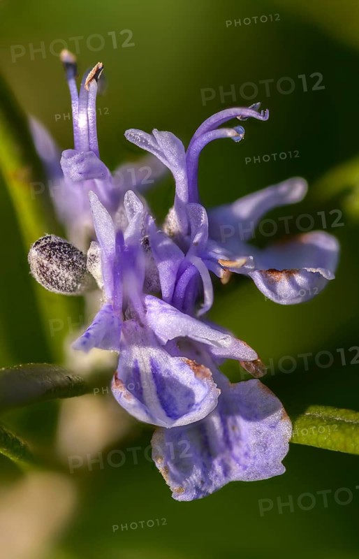 Wedding maize, wreath, lamiaceae, mint leaves, sea dew, rosemary, rosemary, Rosmarinus officinalis, frankincense herb, flora, high size, vertical format, plants, plants