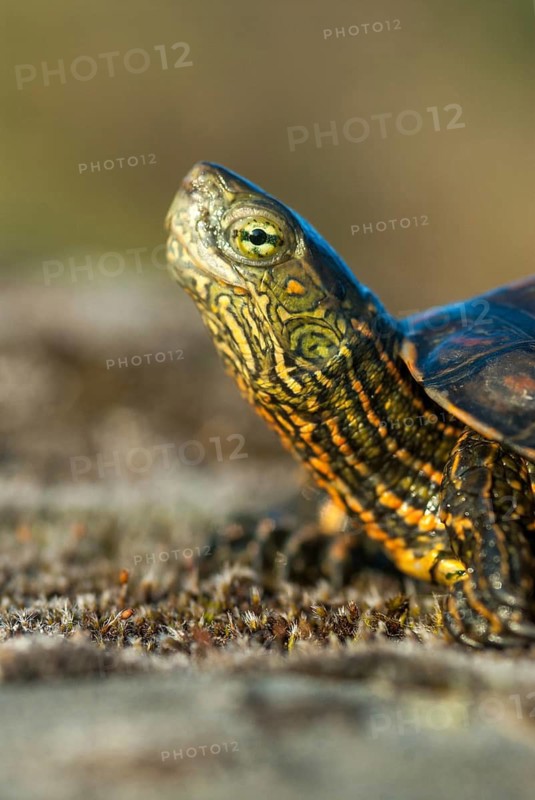 Mauremys leprose, Moorish brook turtle, Spanish water turtle, Spanish terrapin, critters, extremadura, high size, portrait format, reptilia, reptiles, turtles, Spain, tortoise, turtles