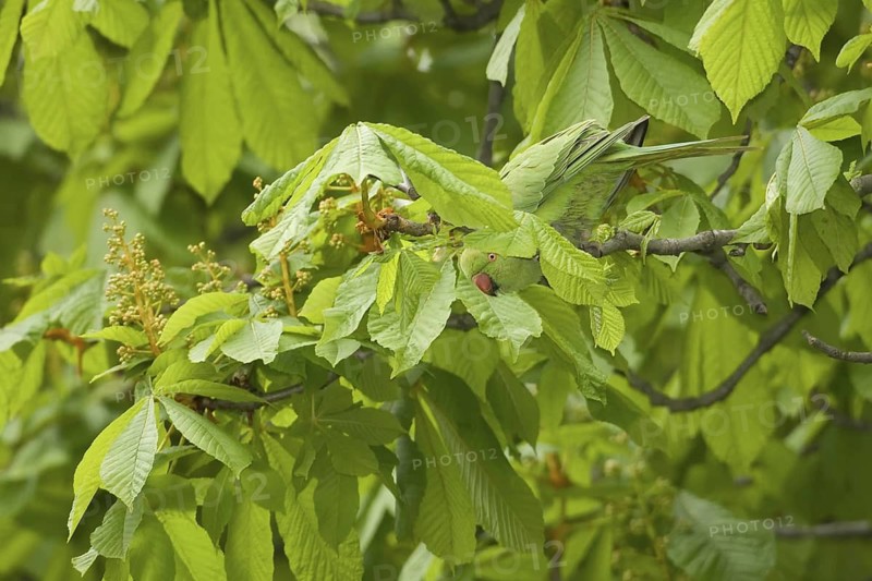 Rose-ringed Parakeet (Psittacula krameri) female, Rhineland-Palatinate, Germany