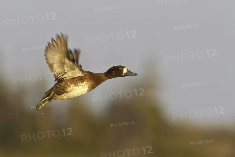 Greater Scaup (Aythya marila) female flying, Manitoba, Canada