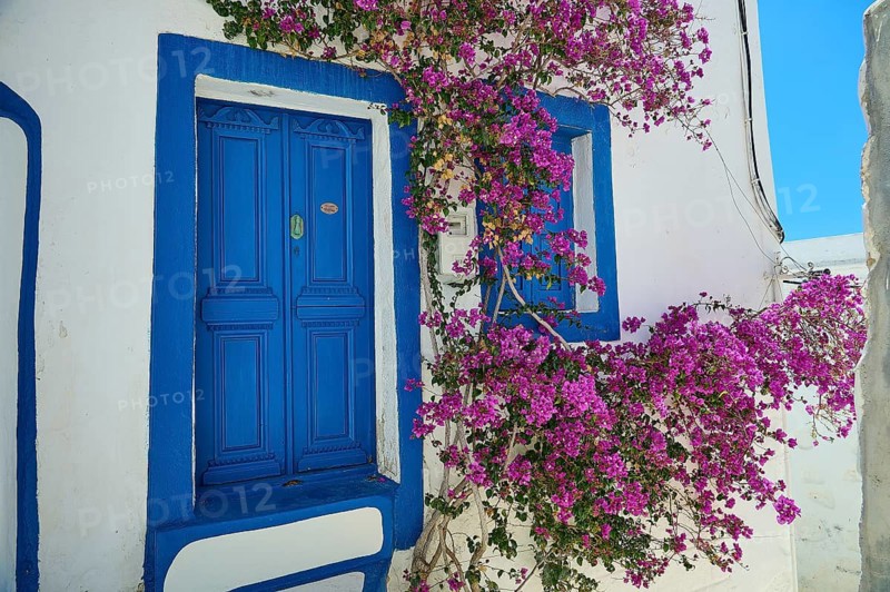 Vibrant pink floral vines frame a blue window of a traditional house, Chora, Astypalea, Dodecanese, Greek Islands, Greece