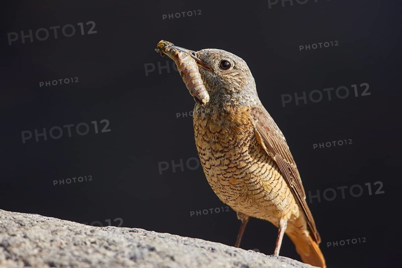 Common Rock Thrush (Monticola saxatilis) female perched on a rock with food in its beak, Armenia