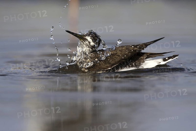 Green Sandpiper (Tringa ochropus), Castile-La Mancha, Spain