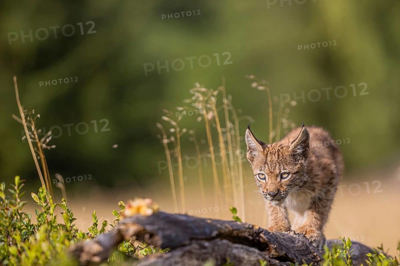 One young (10 weeks old) male Eurasian lynx, (Lynx lynx), walking over a rotten tree