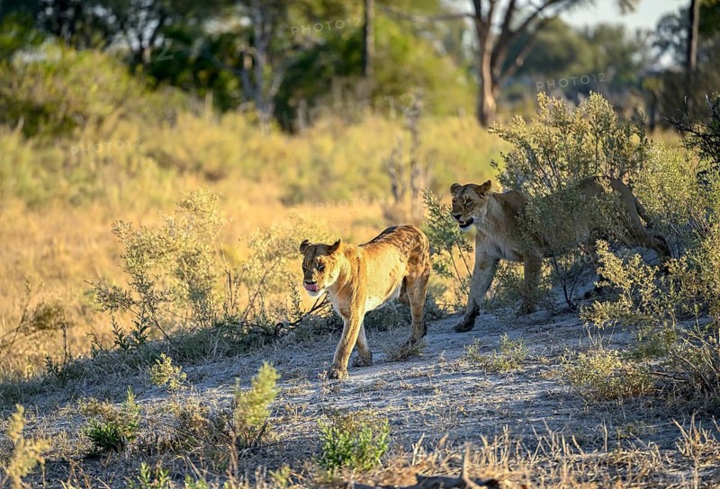 Two lionesses (Panthera leo) near Atzaró Camp, Okavango Delta, North-West District, Botswana