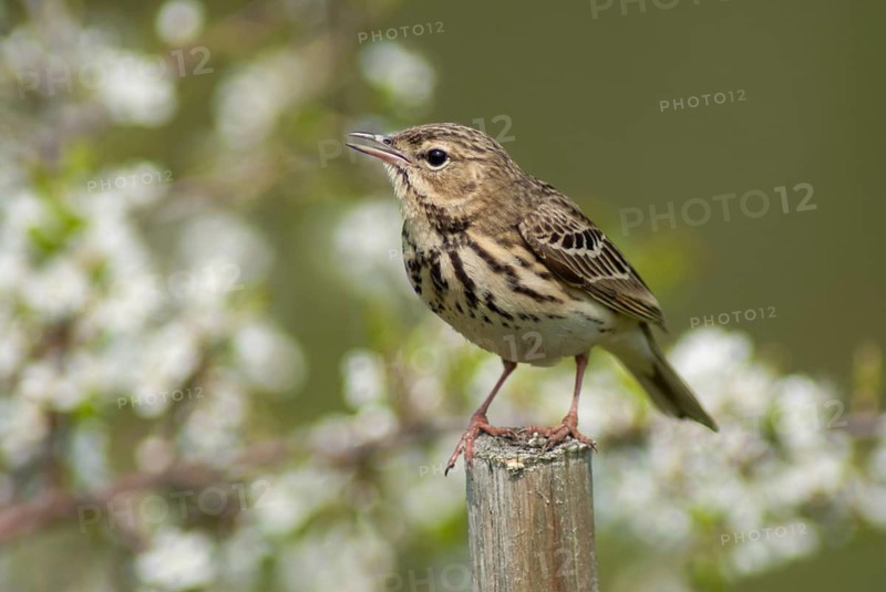 Anthus trivialis, tree pipit, birds, leo, passeri, songbirds, songbirds, birds