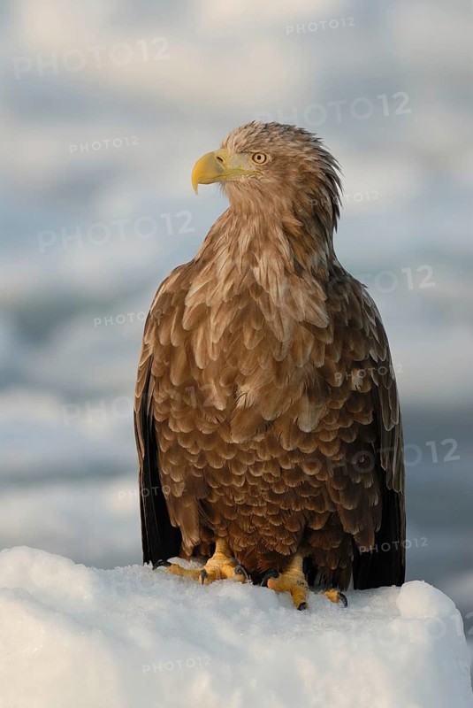 White-tailed Eagle (Haliaeetus albicilla), Hokkaido, Japan