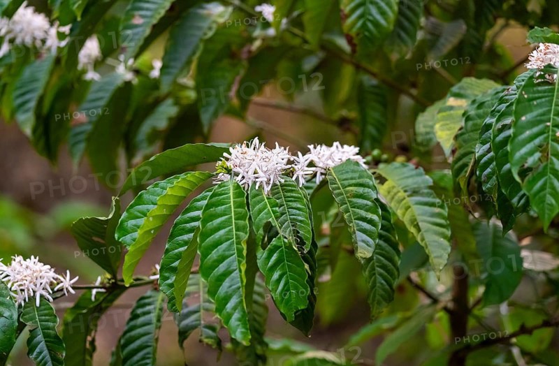 White flowers of a coffee plant, Robusta coffee (Coffea canephora), coffee cultivation, Rugando, Western Region, Uganda