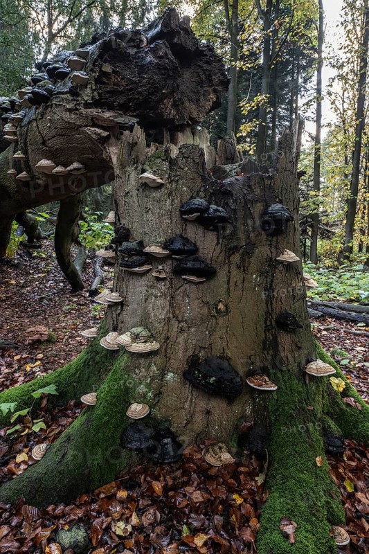 Tinder fungus (Fomes fomentarius) on beech deadwood, Emsland, Lower Saxony, Germany