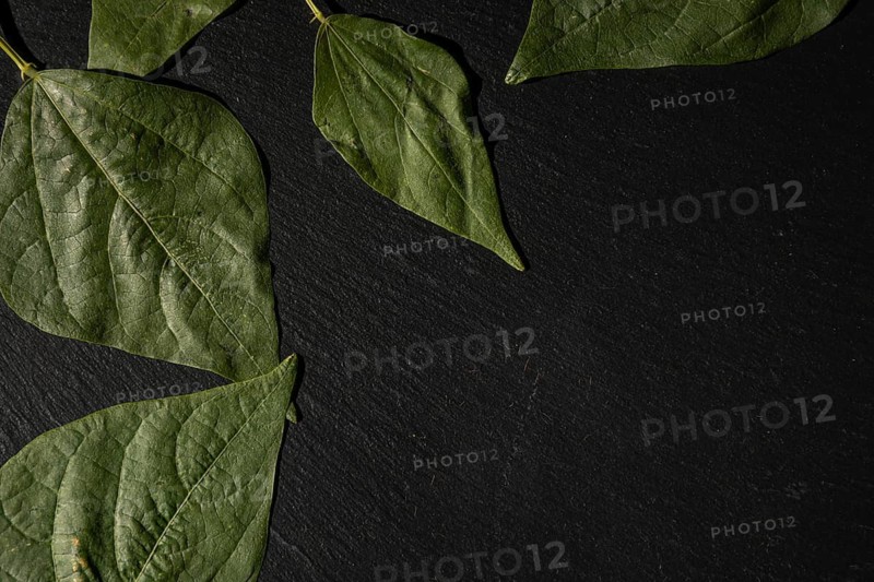 Green leaves on a black background, simple and structured