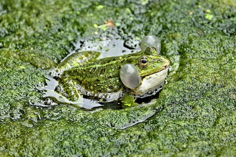 Water frog (rana esculenta), with sound bubbles sitting on a carpet of algae in a pond, Switzerland