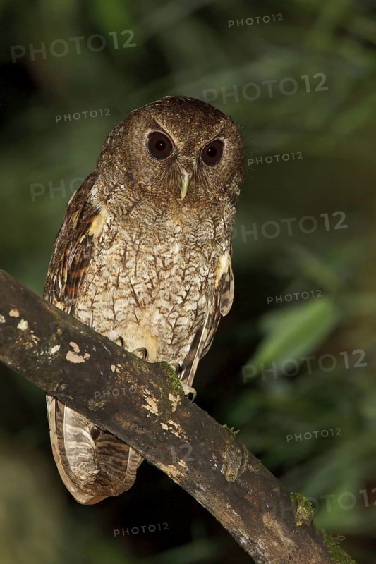 Rufescent Screech Owl (Megascops ingens) perched on a branch in Bolivia, South America