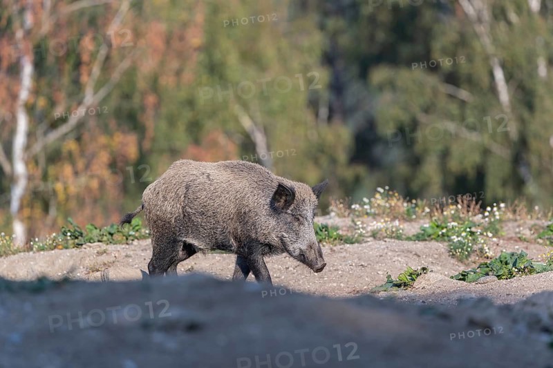 One adult wild boar or wild pig (Sus scrofa) walking over an opening with a green forest in the background
