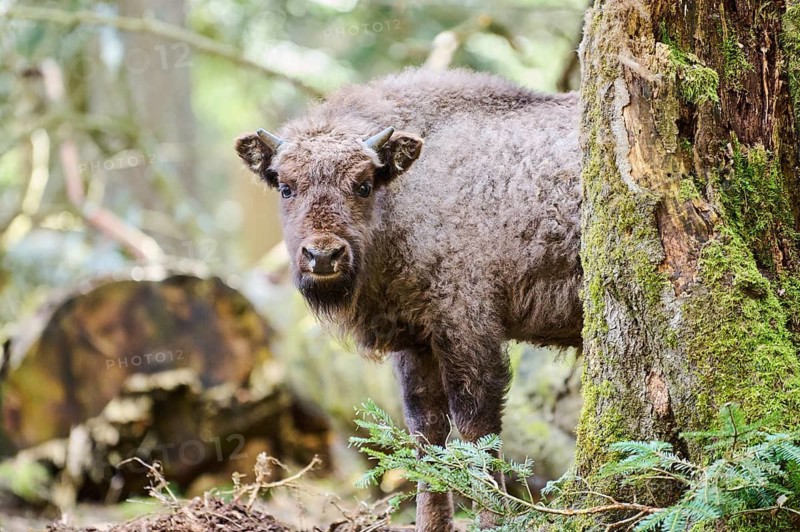 European bison (Bison bonasus) youngster in a forest in spring, Bavarian Forest, Germany