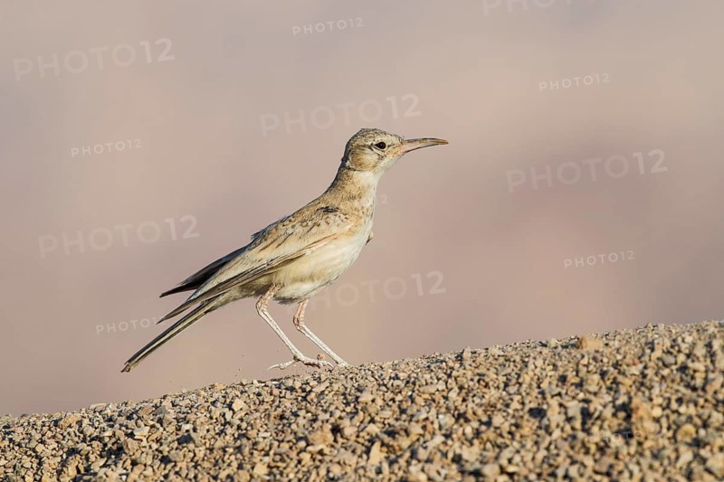 Greater Hoopoe-Lark (Alaemon alaudipes) juvenile perched on the ground, Eilat, Israel