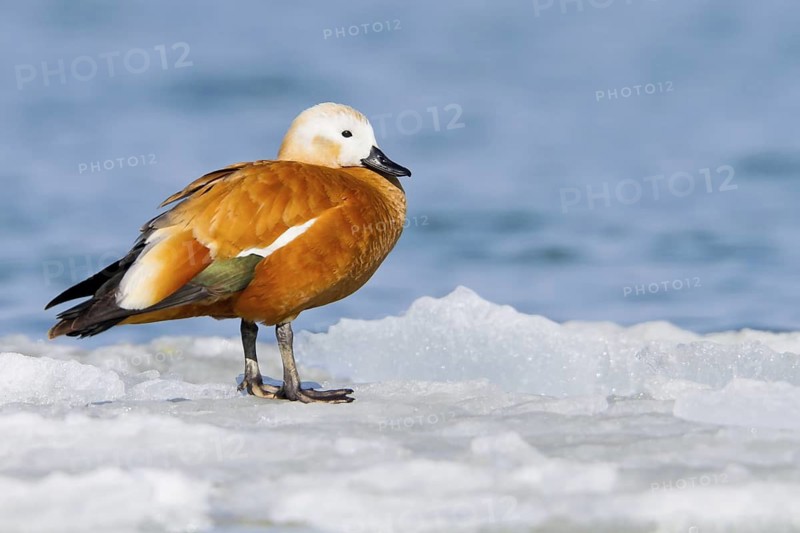 Ruddy Shelduck (Tadorna ferruginea), Thurgovia, Switzerland