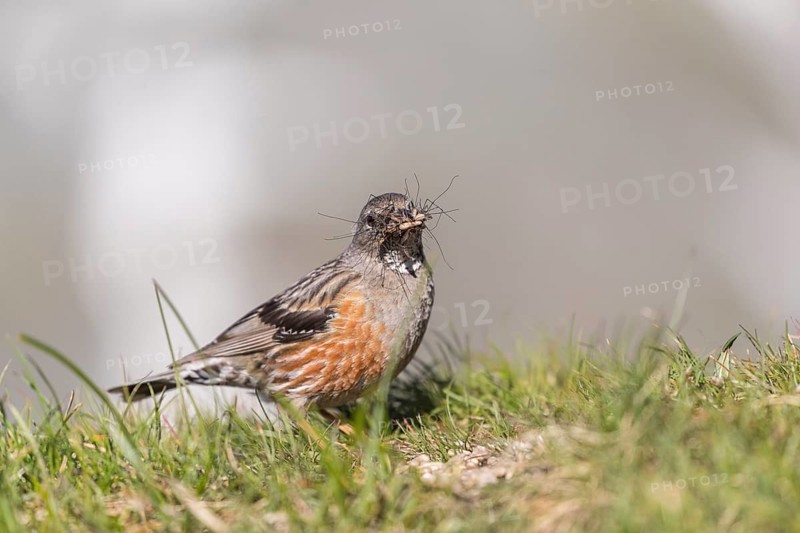 One adult alpine accentor (Prunella collaris collaris) walking on grass, collecting insects at 2400 m sea level. In the far distance is the Großglockner Mountain