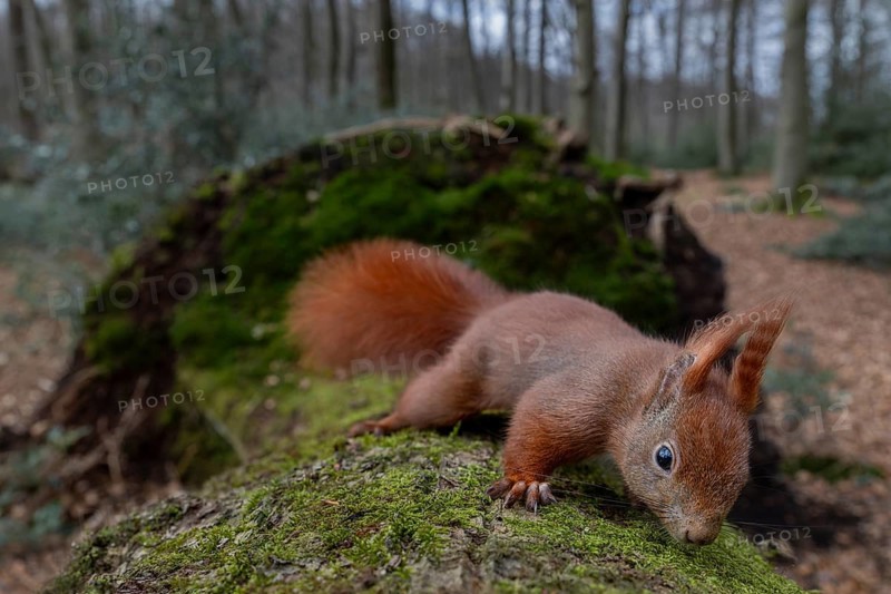 After a few days, the squirrels (Sciurus vulgaris) have lost all their shyness and are even eating the hazelnuts (Corylus avellana) placed right in front of the lens, wide-angle shot, sweet, cute, March, Germany