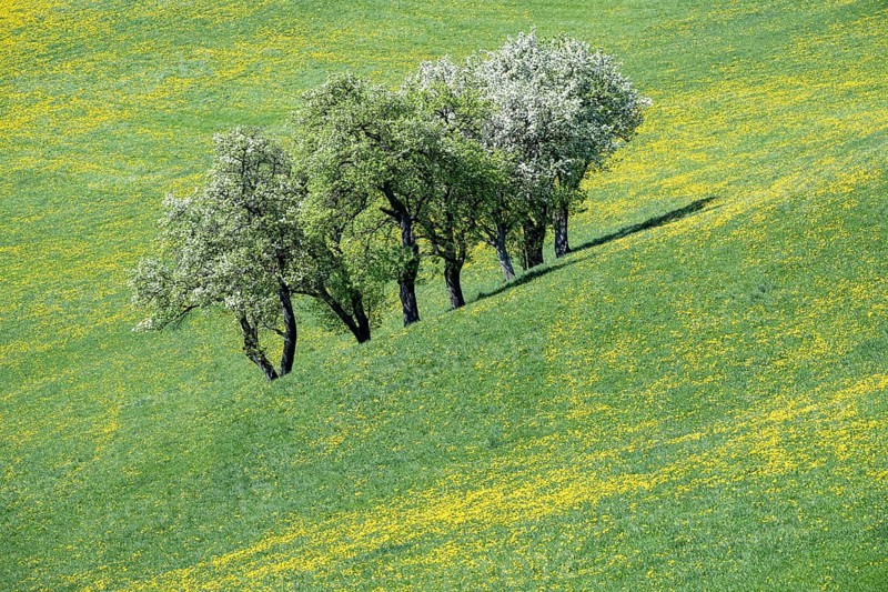 Flowering pear trees, fruit trees, Moststraße, Mostviertel, Lower Austria, Austria
