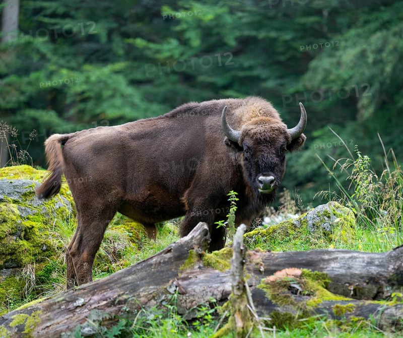 European bison (Bison bonasus) bull in near-natural habitat, captive, Germany