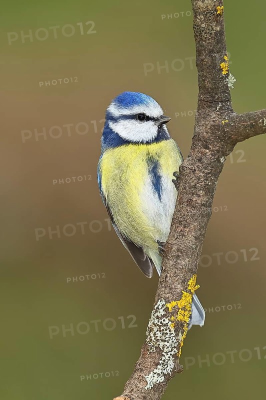 Blue tit (Parus caeruleus), sitting on a branch covered with moss, Wilnsdorf, North Rhine-Westphalia, Germany