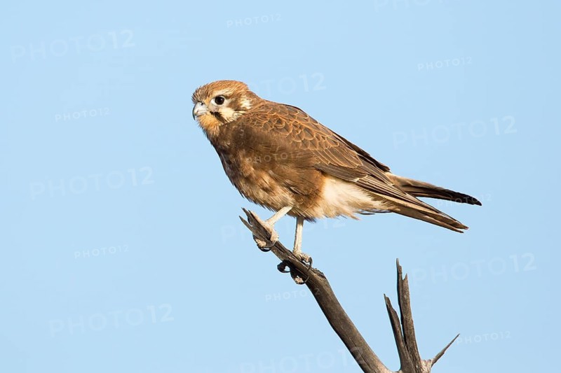 Brown Falcon (Falco berigora) perched on a branch, Queensland, Australia