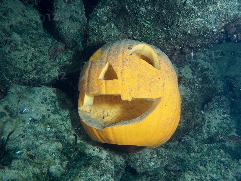 Jack-o'-Lantern Halloween pumpkin lies underwater on rocky ground. Zollbrücke dive site, Rheinau, Canton of Zurich, Rhine, Upper Rhine, Switzerland, Germany