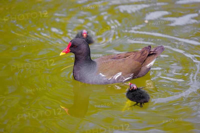 An adult common moorhen (Gallinula chloropus), swims in a pond, followed by two chicks