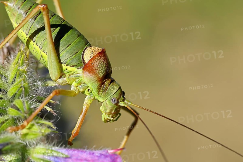 Steppe saddle grasshopper, steppe saddle grasshopper (Ephippiger ephippiger), male, in a vineyard, on common viper's bugloss (Echium vulgare), with bokeh in the background, animal portrait, leafhoppers, long-footed grasshoppers, Red List of Germany, specially protected species, critically endangered, Cochem, Moselle, Rhineland-Palatinate, Germany