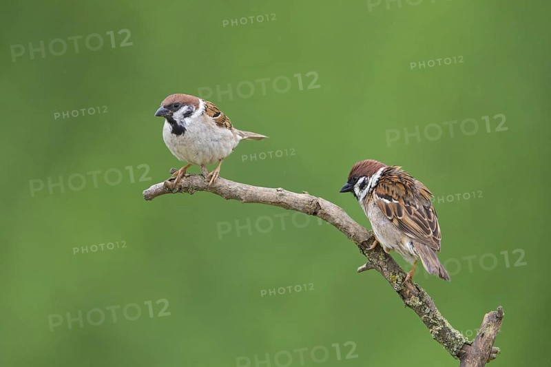 Tree sparrow, (Passer montanus), family of sparrows, animals, birds, two on perch, Muselievo, Muselievo, Pleven, Bulgaria