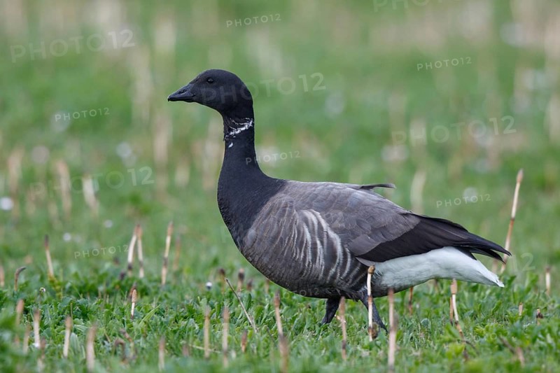 Brant Goose (Branta bernicla), Netherlands