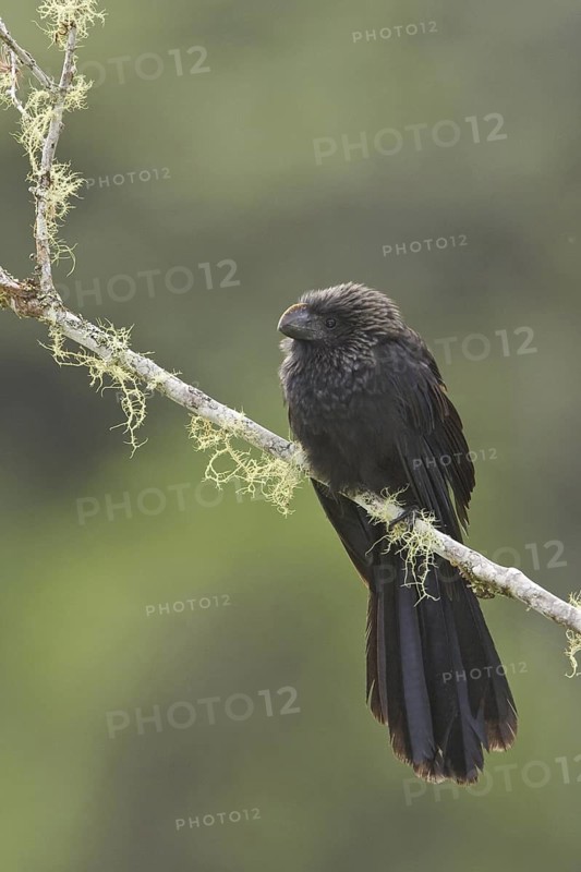 Smooth-billed Ani (Crotophaga ani), Ecuador