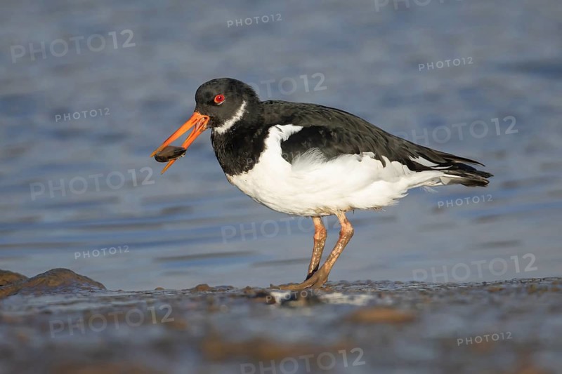Eurasian oystercatcher (Haematopus ostralegus) adult wading bird carrying a mussel shell for food in its beak on a mudflat, Norfolk, England, United Kingdom