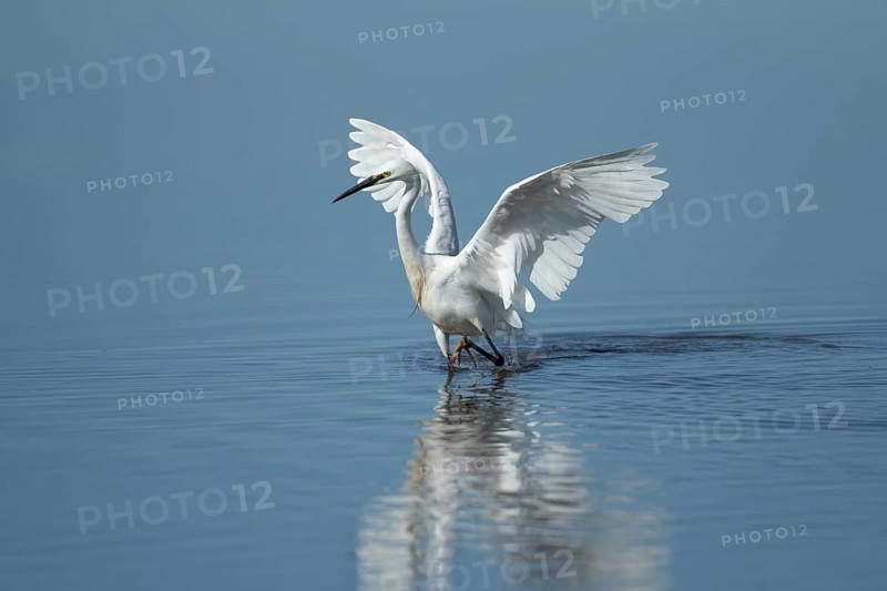 Little egret (Egretta garzetta) adult bird in water of a shallow lagoon, England, United Kingdom