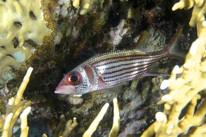 Blood spotted hussar (Neoniphon sammara)