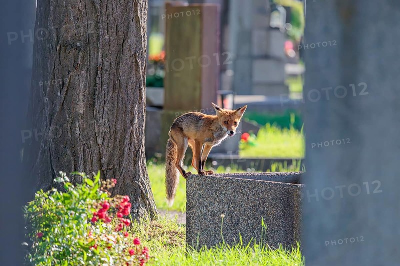 A mature red fox (Vulpes vulpes) stands on the edge of a water basin in a cemetery on a sunny day to drink. Vienna, Austria
