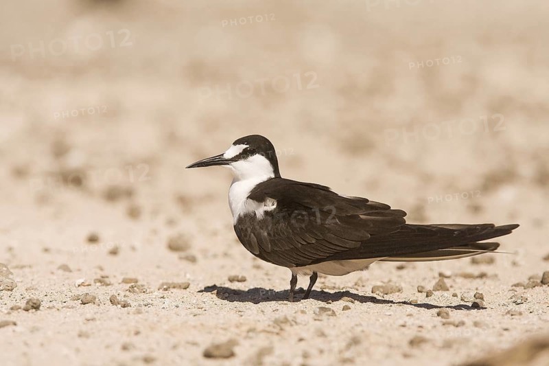 Sooty Tern (Onychoprion fuscatus), Queensland, Australia