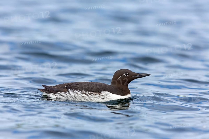 Trottellumme, Common Guillemot, Guillemot, Common Murre, Uria aalge, Guillemot de Troïl, Arao Común