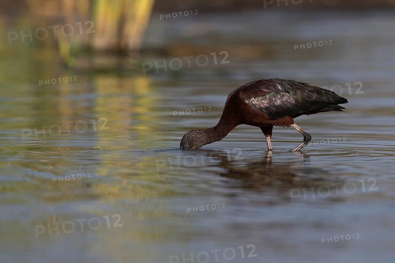 Glossy Ibis (Plegadis falcinellus) foraging in shallow water, Nechisar National Park, Ethiopia