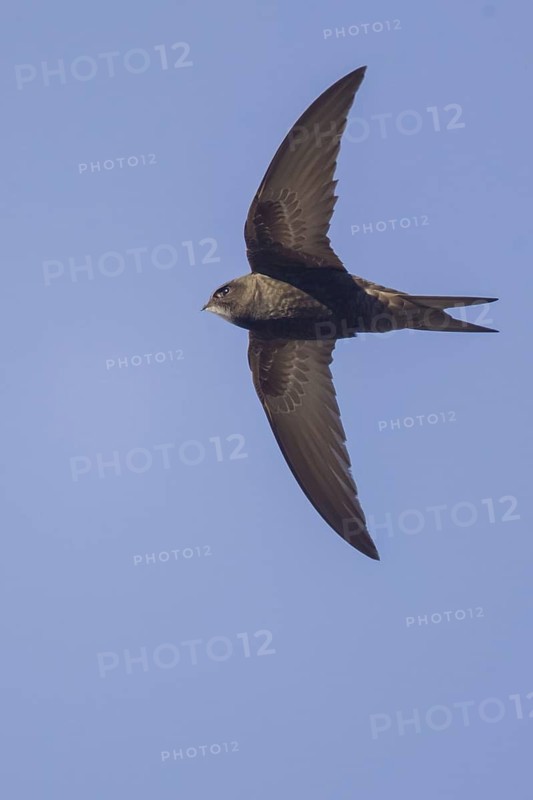 Common Swift (Apus apus) flying, Bern, Switzerland