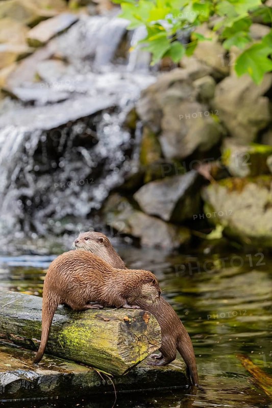 Two oriental small-clawed otter or Asian small-clawed otter (Aonyx cinerea), standing on a log surrounded by water and a little cascade in the background