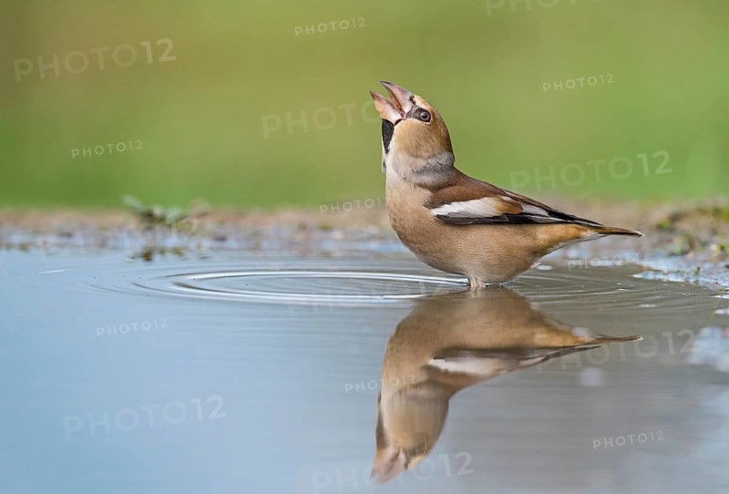 Hawfinch (Coccothraustes coccothraustes) male drinking at waterhole, Aosta Valley, Italy