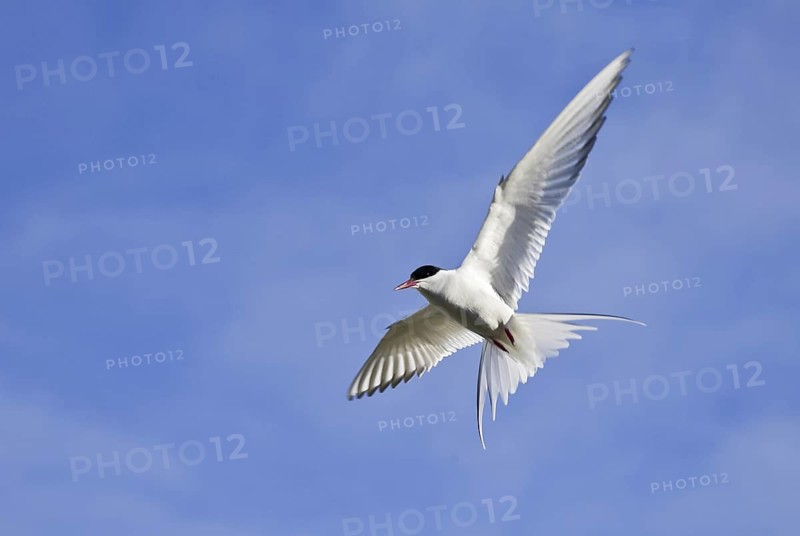 Arctic Tern (Sterna paradisaea), Manitoba, Canada