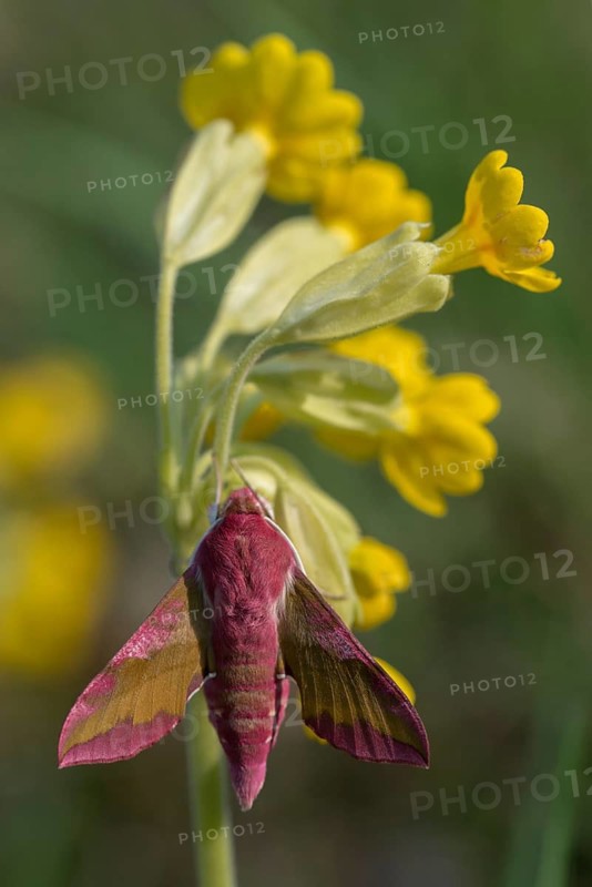 Deilephila porcellus, small wine enthusiast, small elephant hawk moth, sphingidae, butterfly, high size, portrait format, insects, moths, moths, moths, butterfly, swarmer